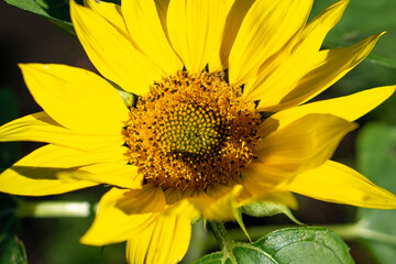 ひまわりのクローズアップ Sunflower Closeup
