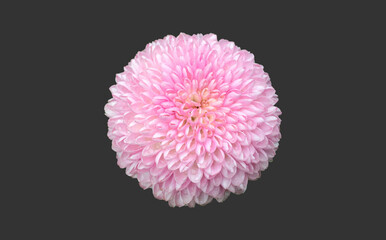 Isolated pink chrysanthemum or pompom flower head with clipping paths.