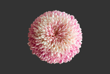 Isolated pink chrysanthemum or pompom flower head with clipping paths.