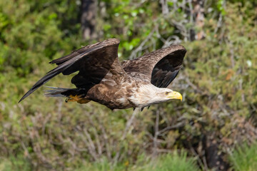 white-tailed eagle