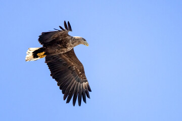 Obraz premium white-tailed eagle