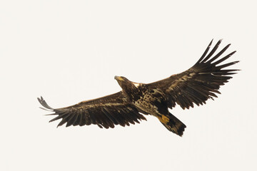 white-tailed eagle