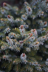 Detailed close-up of a blue spruce tree showcasing frosty needles. The image captures the intricate texture and cool tones of the conifer branches, highlighting the seasonal change.
