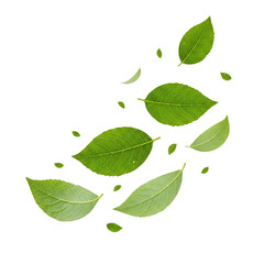 Detailed leaves cut out on transparent background (PNG). Perfect for ads, nature designs, or creative projects. High-quality images with realistic textures for versatile graphic use.