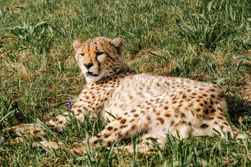 cheetah resting in grass © Sea_Inside_Soul