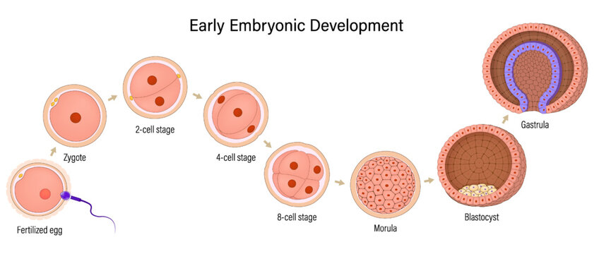 Early human embryonic development in animals. Fertilization, Zygote, 2-cell, 4-cell, 8-cell, Morula, Blastocyst and Gastrula. Reproduction and Development.