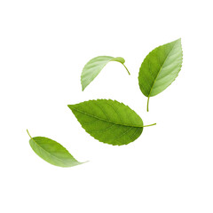 Detailed leaves cut out on transparent background (PNG). Perfect for ads, nature designs, or creative projects. High-quality images with realistic textures for versatile graphic use.