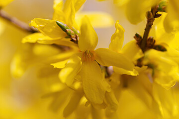 Fototapeta premium close up beautiful forsythia flowers, yellow petals on the bush, bush full of forsythia flowers, the first early bloomers, yellow sea of flowers, branch with yellow flowers