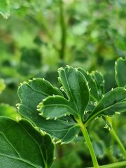 a close-up of several leaves of Polyscias guilfoylei plant, commonly known as geranium aralia or wild coffee