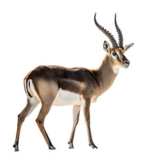 Graceful Impala African Elegance