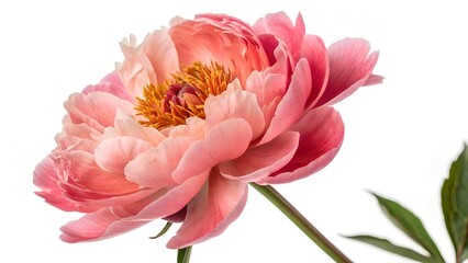 Plants in 3d rendering. Beautiful plant in 3d rendering isolated