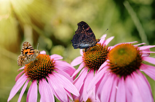 Two butterflies perched on vibrant pink coneflowers in a sunlit garden. A beautiful summer scene