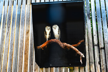 Bird park in Moonlit sanctuary, Melbourne, Australia  (Barn owl)