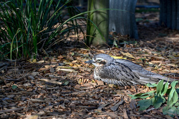 Bird park in Moonlit sanctuary, Melbourne, Australia. bush stone-curlew (burhinus grallarius)
