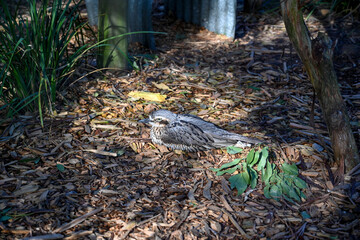 Bird park in Moonlit sanctuary, Melbourne, Australia. bush stone-curlew (burhinus grallarius)