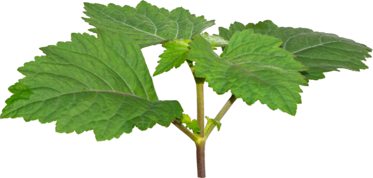  Patchouli leaves (Pogostemon cablin) on a transparent background. Patchouli leaves are the basic ingredient for making essential oils. PNG