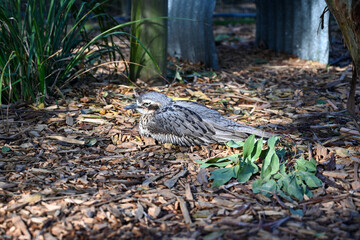 Bird park in Moonlit sanctuary, Melbourne, Australia. bush stone-curlew (burhinus grallarius)