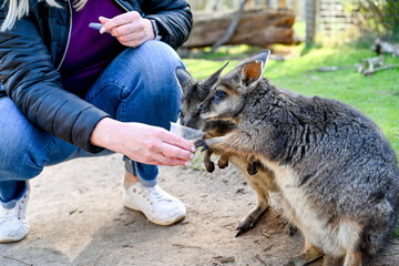 People feeding Kangaroo, Moonlit sanctuary, Melbourne, Australia