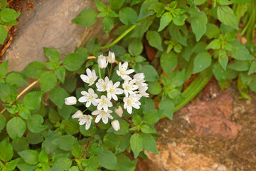 Spring white flowers with green leaves on streets in city, Italy. Seasons and nature. Background for design. 