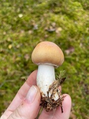 A hand holds a small, beige mushroom with a rounded cap, set against a blurred green background of grass and foliage.