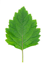 Patchouli leaves are the basic ingredient for making oil. Patchouli leaves white background