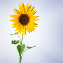 sunflower on a blue background