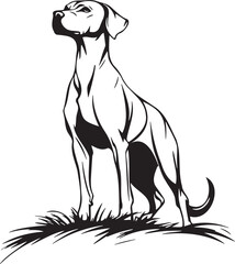 black and white Rhodesian Ridgeback dog portrait