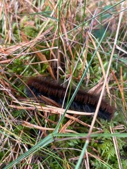 Obraz premium A fuzzy, brown caterpillar rests among green moss and grass, surrounded by pine needles in a forest habitat.