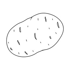 Linear drawing of potatoes. A simple hand-drawn contour illustration of a raw vegetable with details of the peel. It is ideal for coloring books, decorating food, menus and culinary projects.