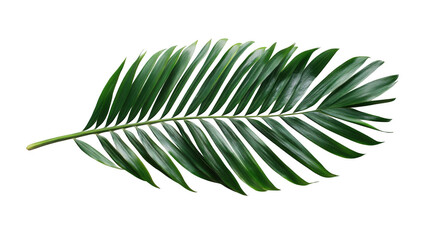 A single green palm leaf with many leaflets extending from the central stem on a black background