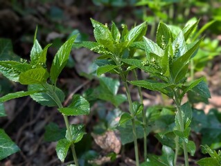 Dog's Mercury (Mercurialis perennis)