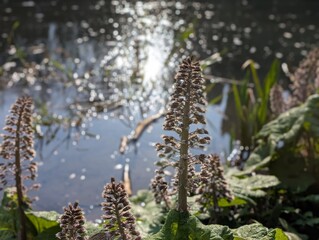 A flower of Butterbur (Petasites hybridus)