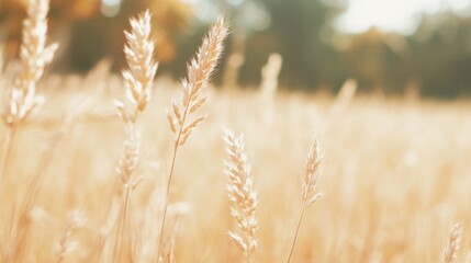 Fototapeta premium Golden wheat field bathed in warm sunlight with natural bokeh effect