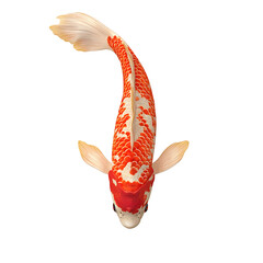 Elegant Red and White Koi Fish Isolated on Transparent Background

