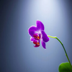 orchid on black background