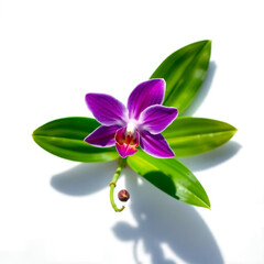pink orchid on green background