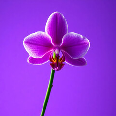 orchid isolated on white background