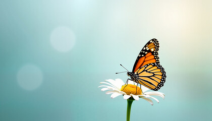 Naklejka premium Butterfly perched on daisy flower against soft blurred background 