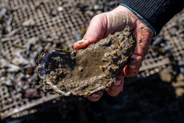 Un zoom sur une huître fraîchement récoltée dans les parcs à huîtres en Bretagne, montrant l'huitre dans la main d'une femme.