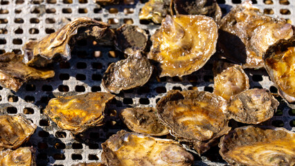 Un zoom sur des huîtres fraîchement récoltées dans les parcs à huîtres en Bretagne, montrant leur texture et leur fraîcheur naturelles.