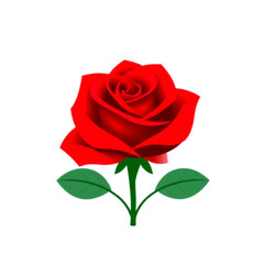 red rose on white background