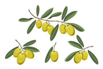 Set of olives. Branches of green olives with leaves. Vector illustration on a white background.