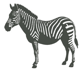 Obraz premium Zebra Vector Illustration – High-Quality Black and White Striped Animal Art for Wildlife Designs, Prints, and Digital Graphics. Vintage Zebra Standing, vector line dr Artwork. Isolate background