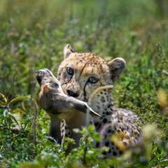 a cheetah hunt and suffocate a gazelle