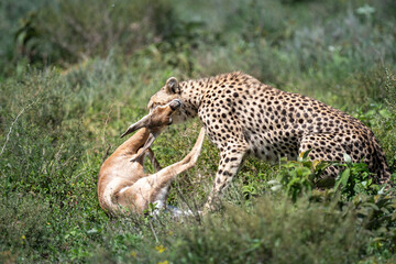 a cheetah hunt and suffocate a gazelle