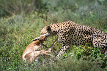 a cheetah hunt and suffocate a gazelle