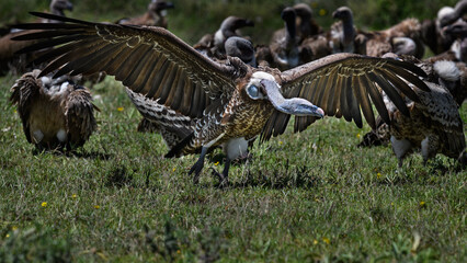 vultures fighting over a dead zebra body