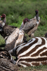 vultures fighting over a dead zebra body