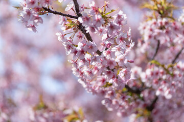 Obraz premium 満開に咲く早咲きの河津桜