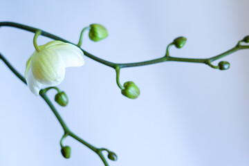 Orchid bud beginning to bloom